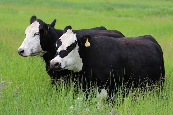 Las vacas peladas negras Muestran Ventajas cruzadas | Micro Blogs